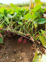 Ҳурматли тадбир